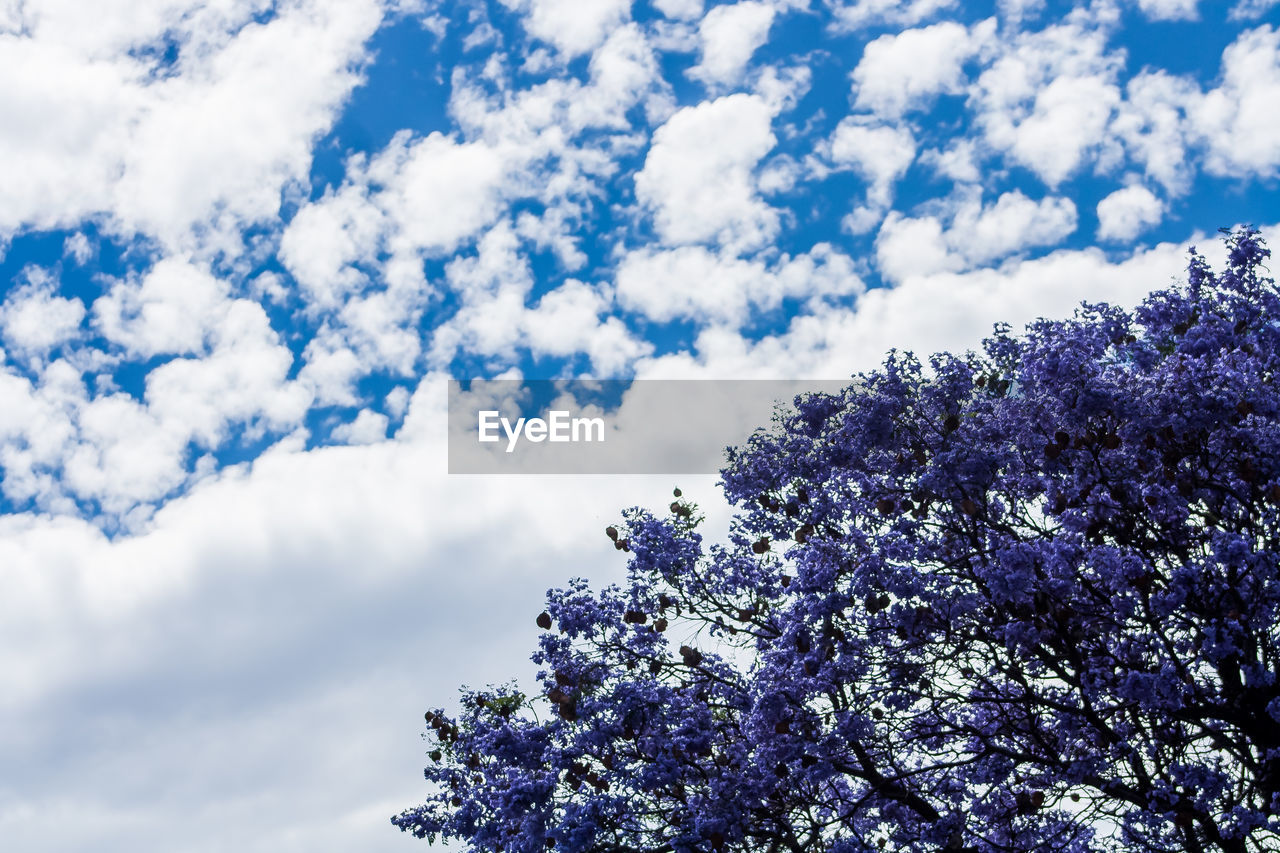 Low angle view of tree against cloudy sky