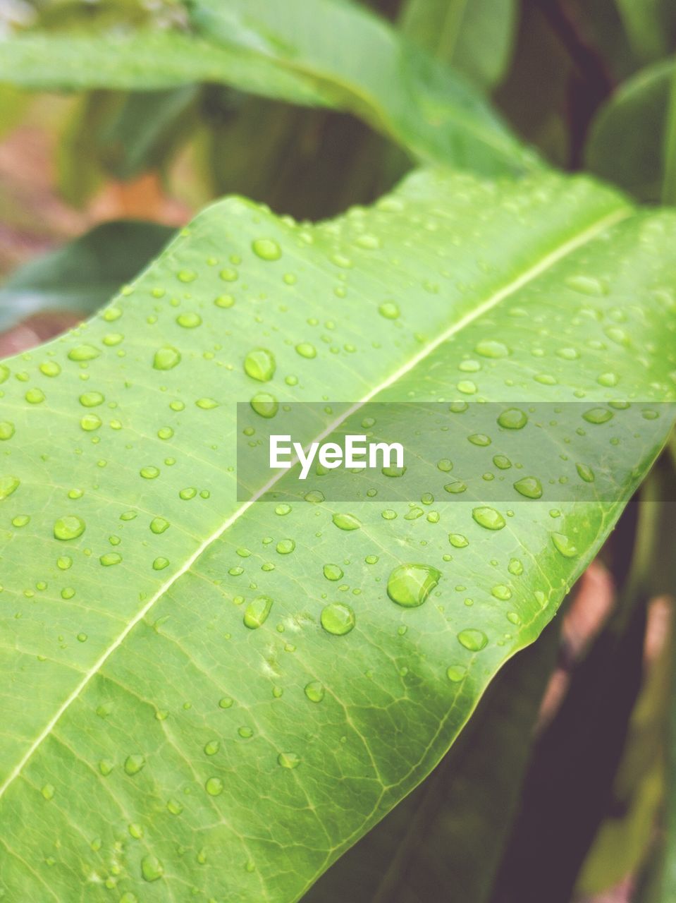 CLOSE-UP OF WATER DROPS ON LEAF