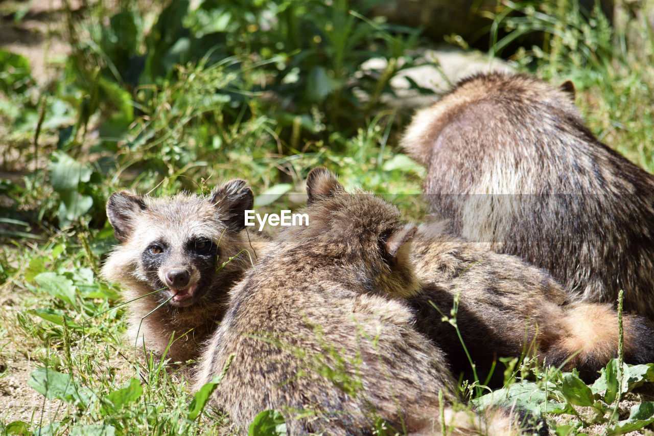 Japan Japanese Raccoon Dog Zoo Animal Animal Family Group Of Animals Looking At Camera Raccoon Dog Raccoon Lover