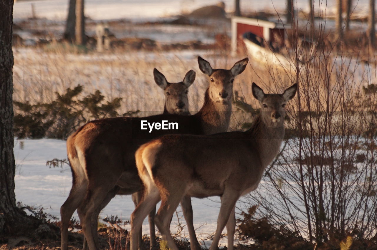 Deer standing in forest