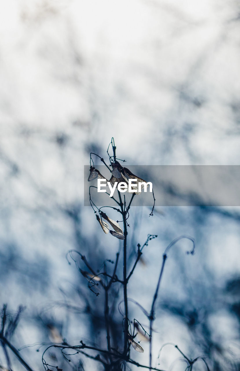 Dead plant against sky