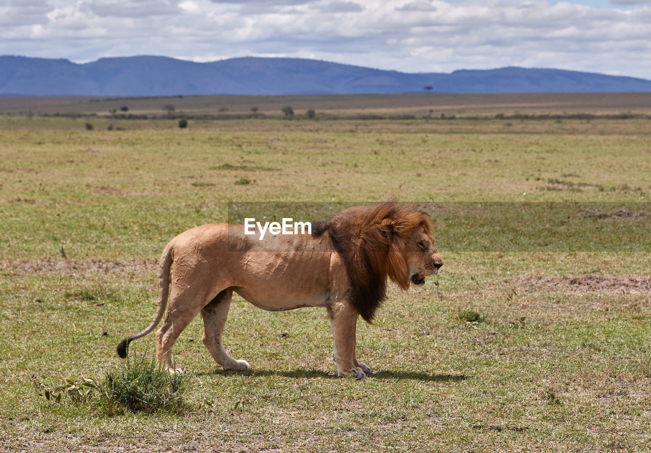 animal themes, animal, mammal, animal wildlife, grassland, wildlife, plain, one animal, landscape, savanna, grass, environment, domestic animals, nature, no people, prairie, mountain, pasture, side view, sky, full length, plant, grazing, safari, steppe, day, cloud, land, cattle, adventure, wilderness, natural environment, walking, lion - feline, outdoors, standing, brown, travel destinations, scenics - nature, livestock, beauty in nature, pet, field, mane