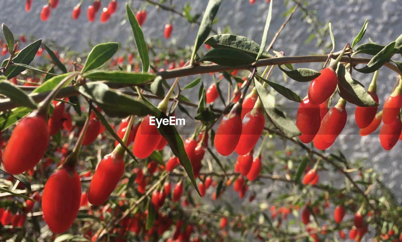 Close-up of red berries growing on plants