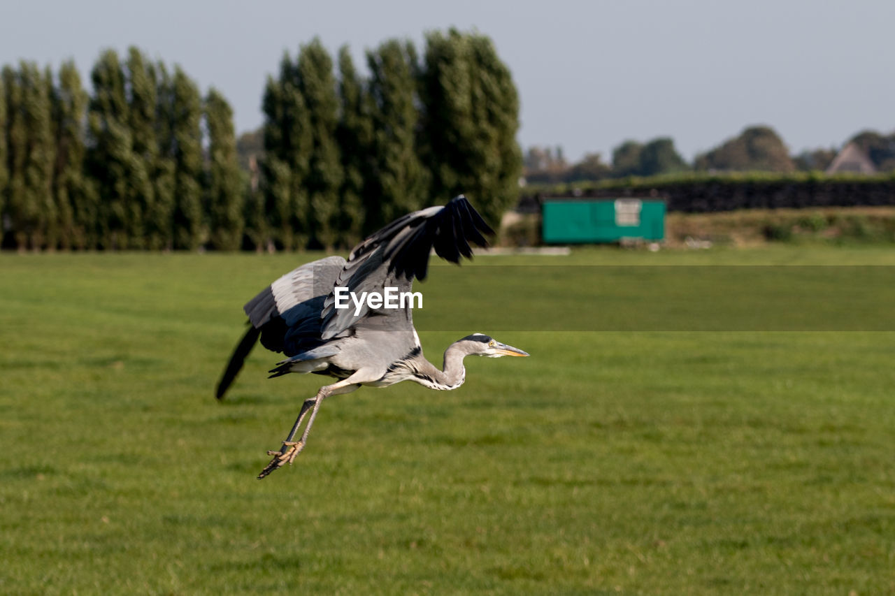 Bird flying over field