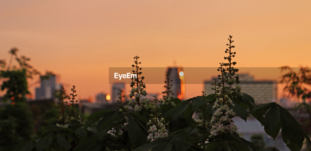 Close-up of plants against sunset sky