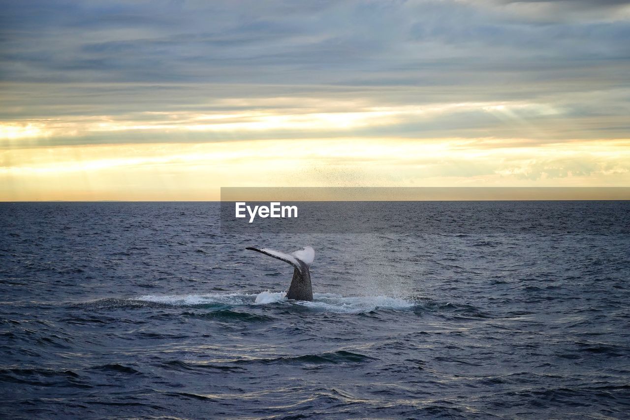 Whale swimming in sea against sky