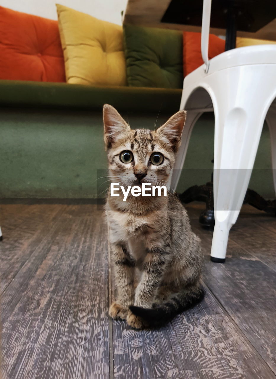 PORTRAIT OF A CAT SITTING ON FLOOR AT HOME