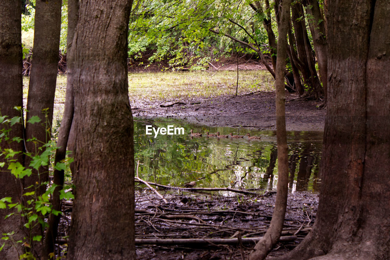 A family of ducks on a small pond in spring