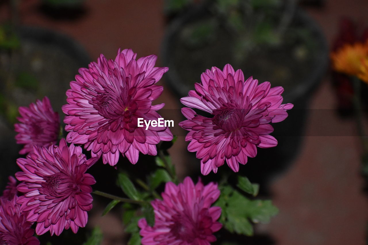 Close-up of pink flowering plants