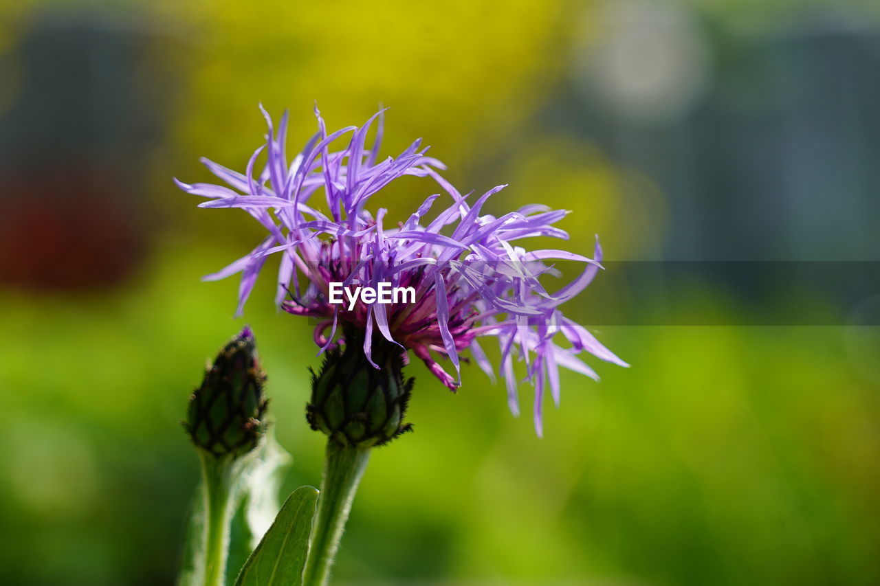 flower, flowering plant, nature, plant, beauty in nature, freshness, macro photography, purple, close-up, focus on foreground, wildflower, fragility, meadow, flower head, growth, inflorescence, animal wildlife, green, grass, petal, no people, outdoors, blossom, animal themes, animal, insect, botany, thistle, food, day, springtime, summer