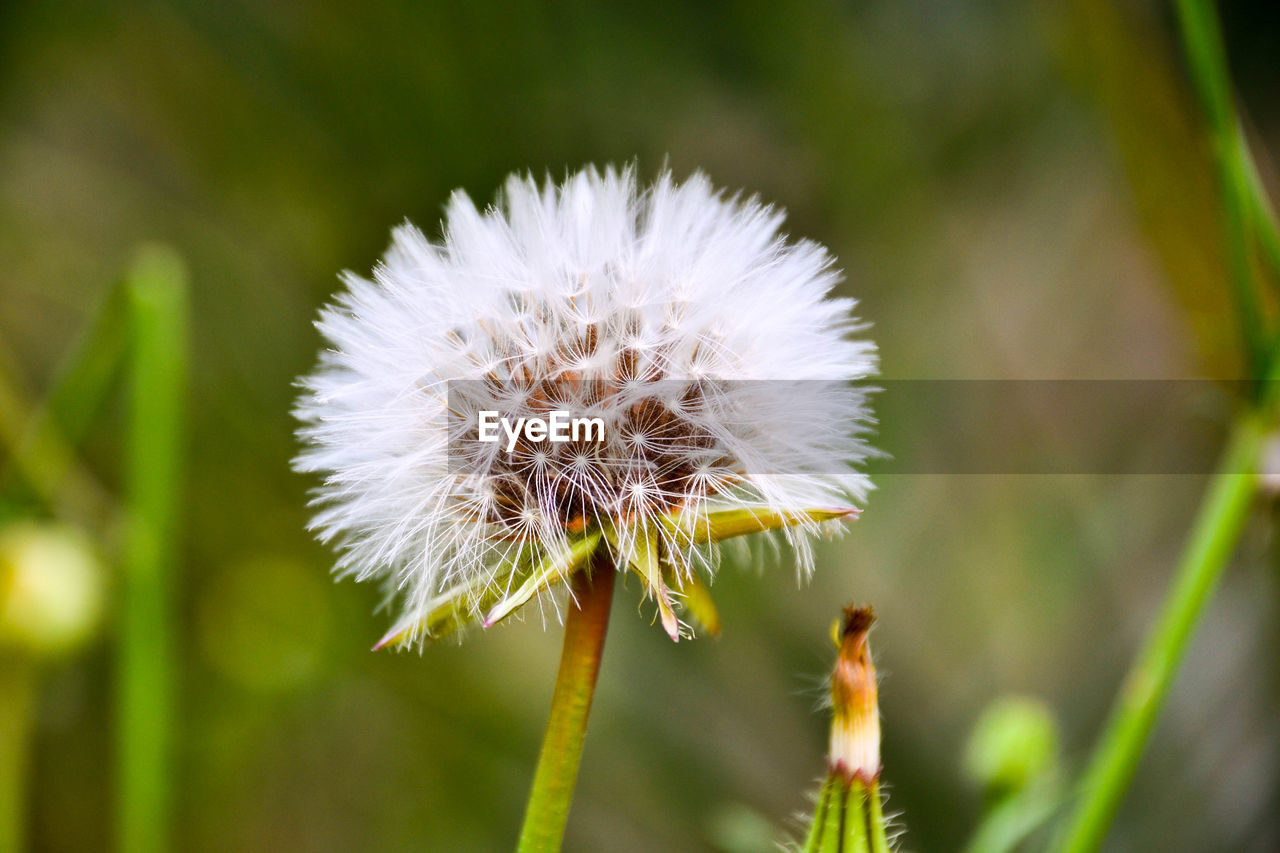 Close-up of white dandelion flower