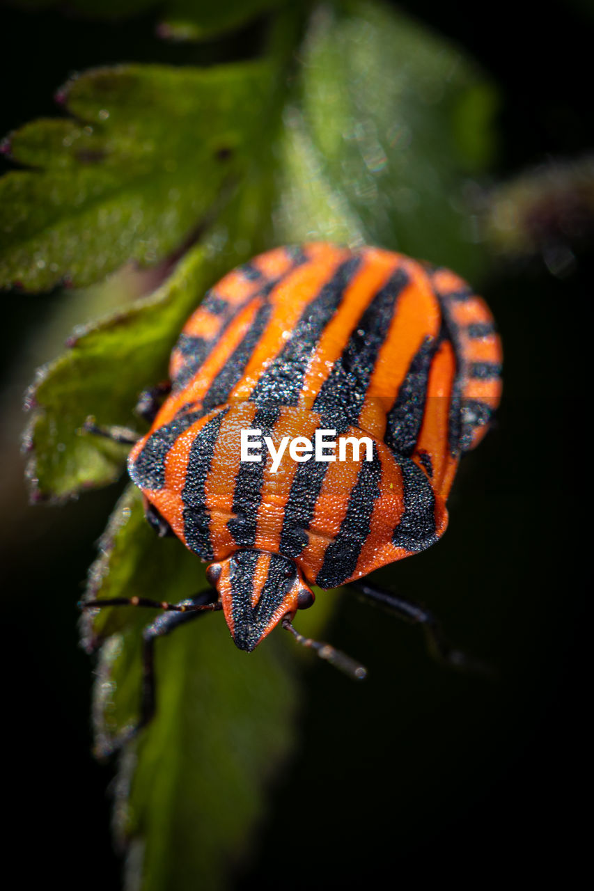 CLOSE-UP OF INSECT