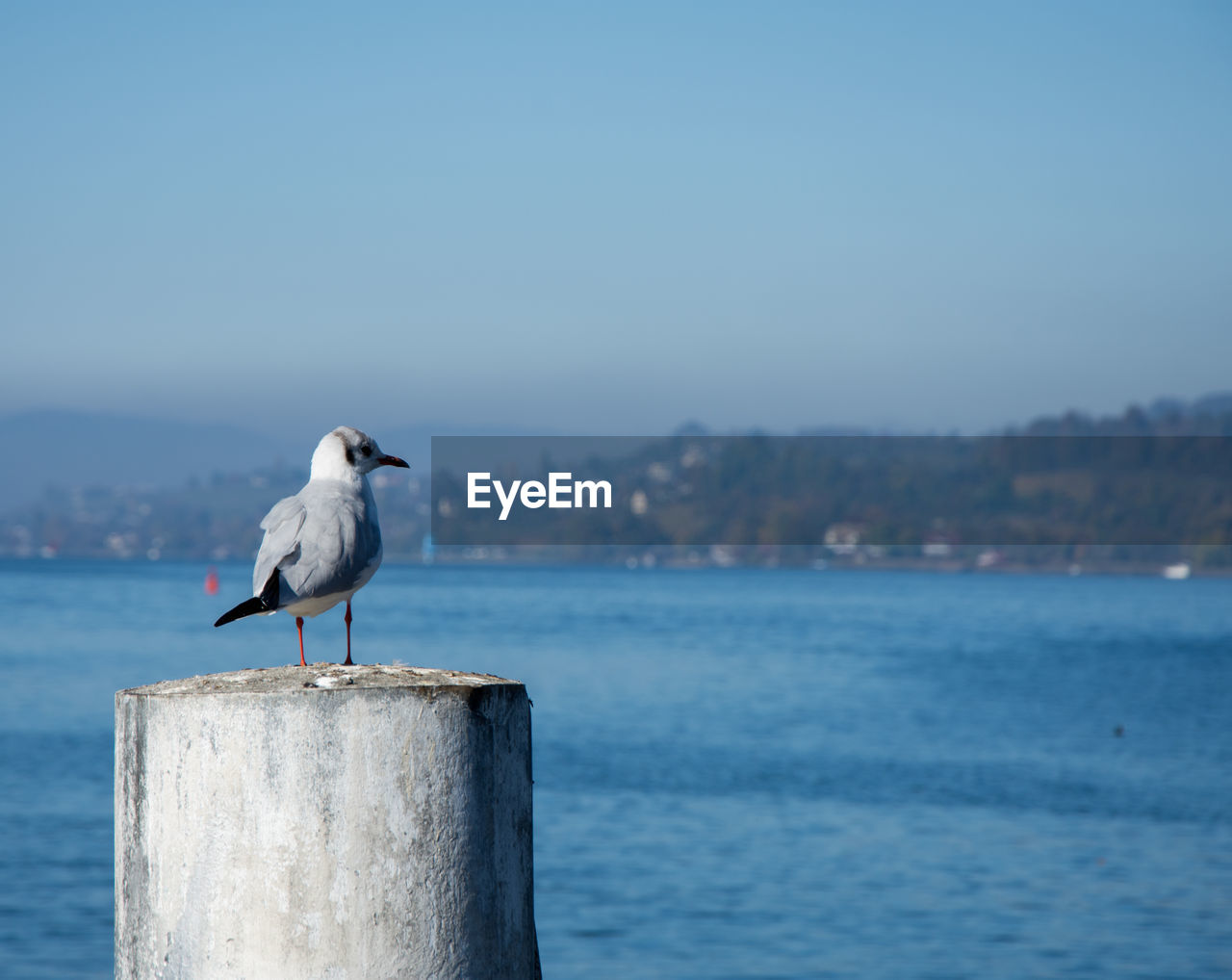 SEAGULL PERCHING ON WOODEN POST AGAINST SKY