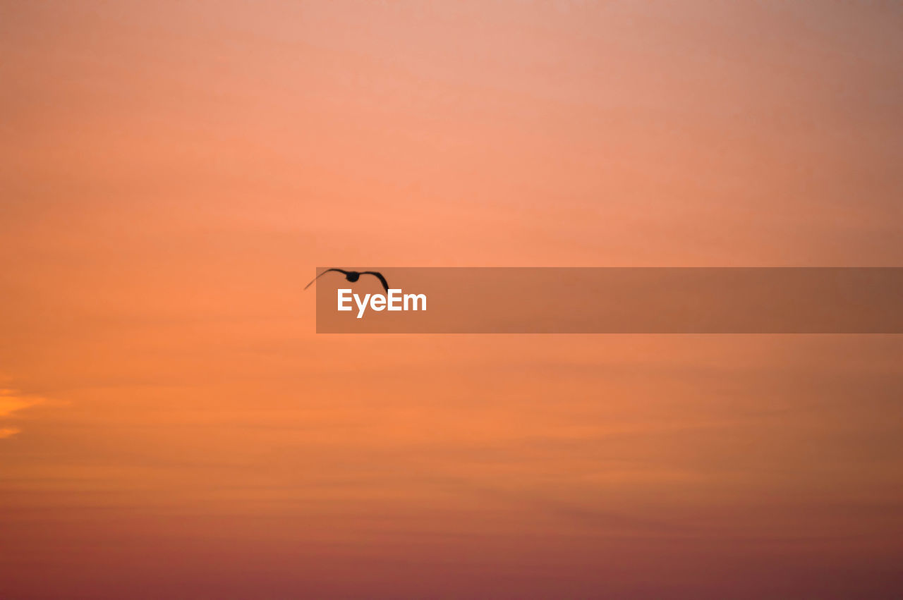 Low angle view of bird flying in sky during sunset