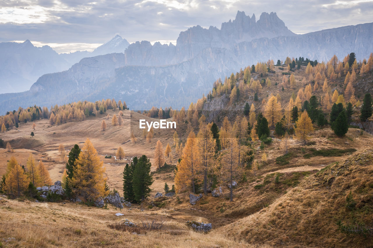 Alpine landscape during fall with golden larches and sharp mountains in background, italy, europe
