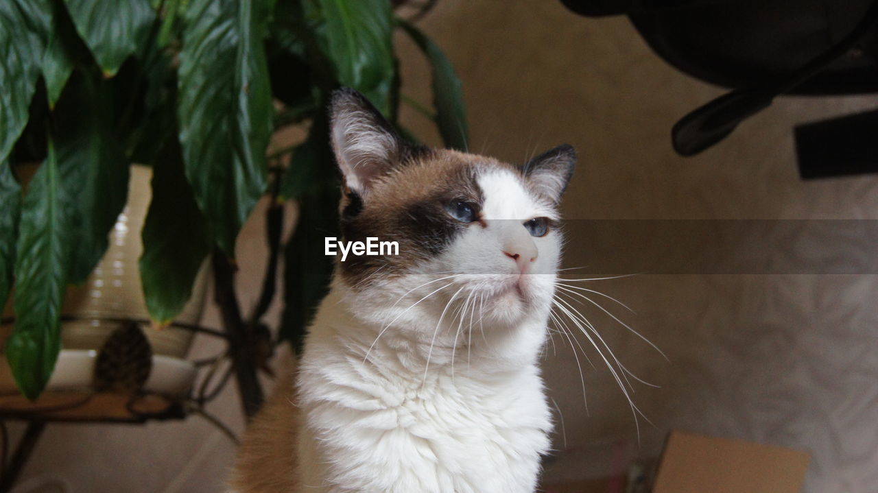 CAT SITTING ON TABLE