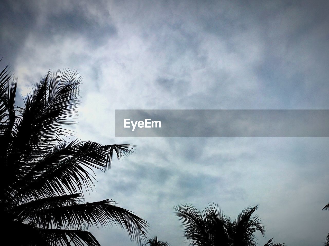 Low angle view of palm trees against cloudy sky