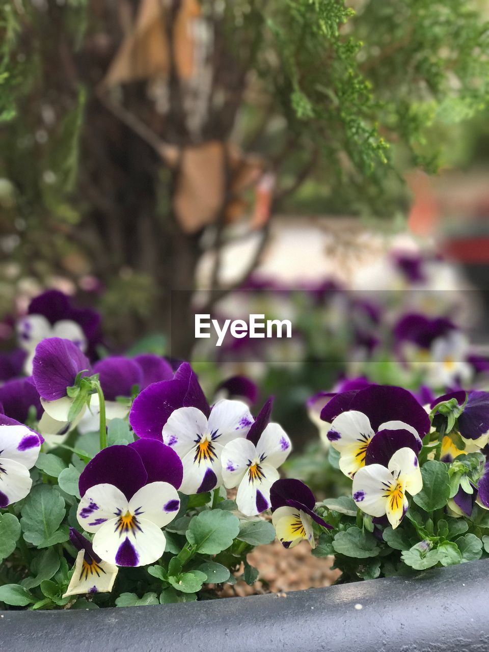 CLOSE-UP OF PURPLE FLOWERS GROWING OUTDOORS