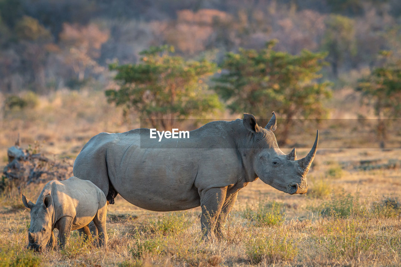 SIDE VIEW OF ELEPHANT WALKING ON FIELD