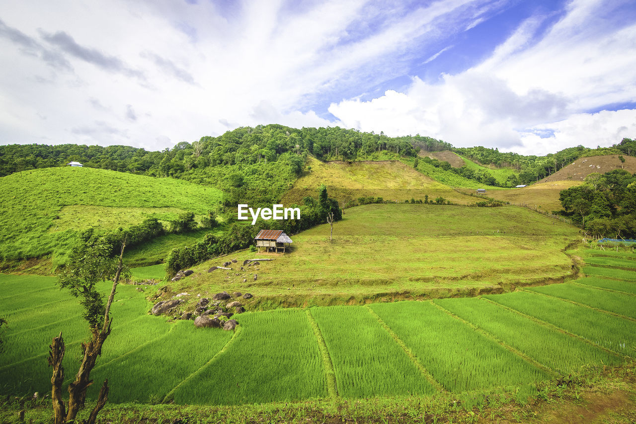 landscape, environment, scenics - nature, land, rural scene, plant, field, agriculture, green, grassland, sky, beauty in nature, nature, cloud, farm, crop, pasture, tranquility, hill, rural area, highland, meadow, tranquil scene, tree, growth, no people, paddy field, plateau, social issues, environmental conservation, valley, travel, outdoors, plain, plantation, idyllic, food and drink, mountain range, grass, terrace, day, foliage, lush foliage, tea crop, terraced field, sunlight, non-urban scene, building, travel destinations, architecture, food, forest, summer, tourism, house