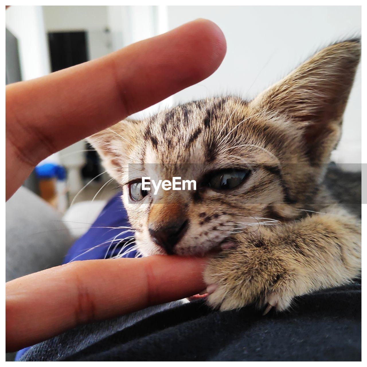 HUMAN HAND HOLDING CAT