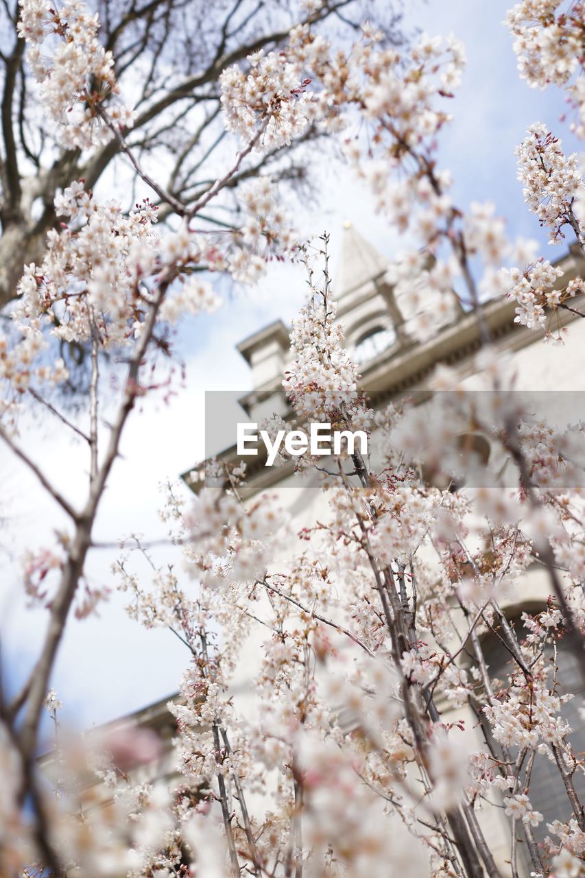 LOW ANGLE VIEW OF CHERRY BLOSSOMS IN SPRING