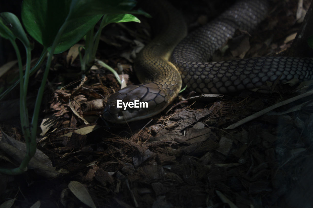 animal themes, animal, animal wildlife, snake, reptile, wildlife, one animal, nature, poisonous, sign, warning sign, forest, plant, land, communication, no people, environment, tree, animal body part, rainforest, serpent, plant part, outdoors, leaf