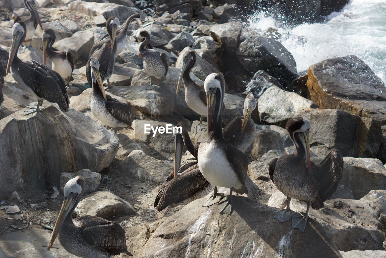 HIGH ANGLE VIEW OF BIRDS PERCHING ON ROCK