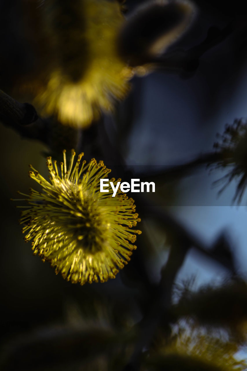 Close-up of yellow flowering plant