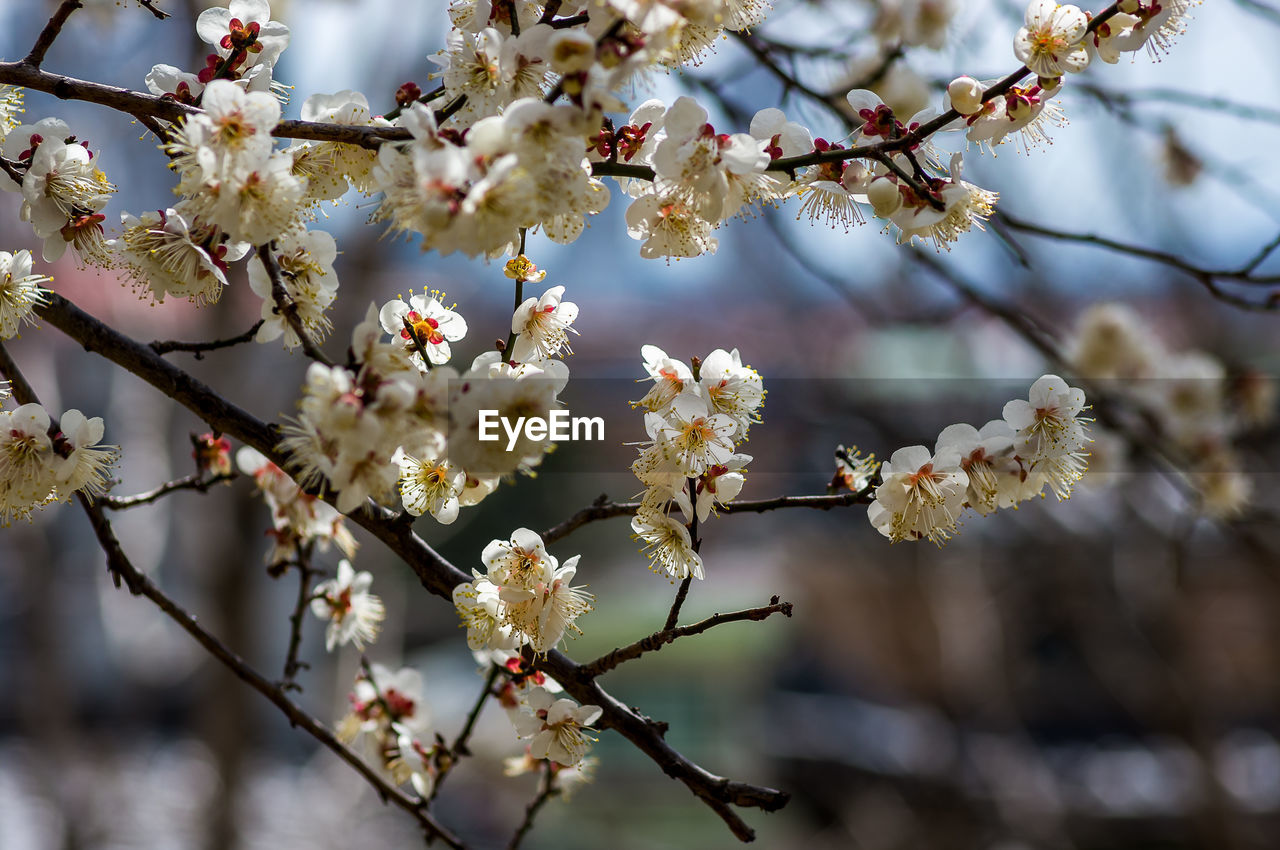 CLOSE-UP OF WHITE CHERRY BLOSSOM