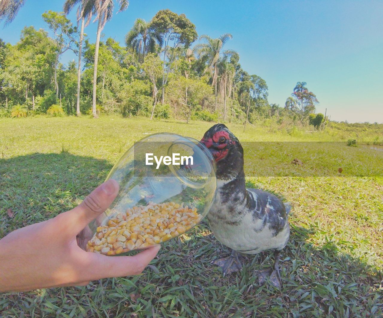 Cropped hand feeding corn to muscovy duck on grassy field