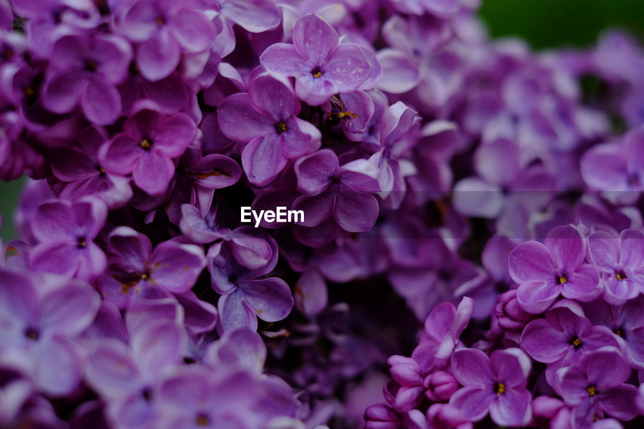 Close-up of pink flowering plants