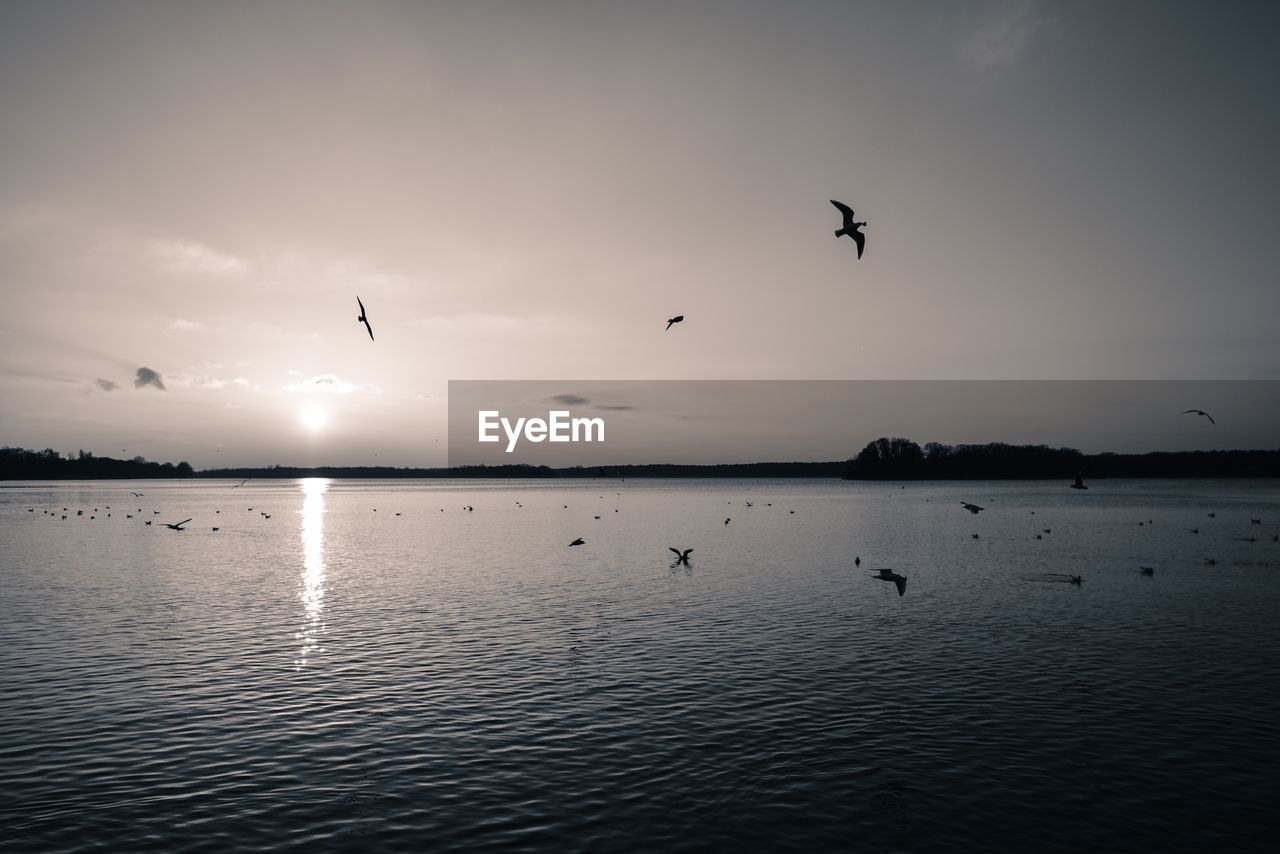 SILHOUETTE BIRDS FLYING OVER LAKE AGAINST SKY