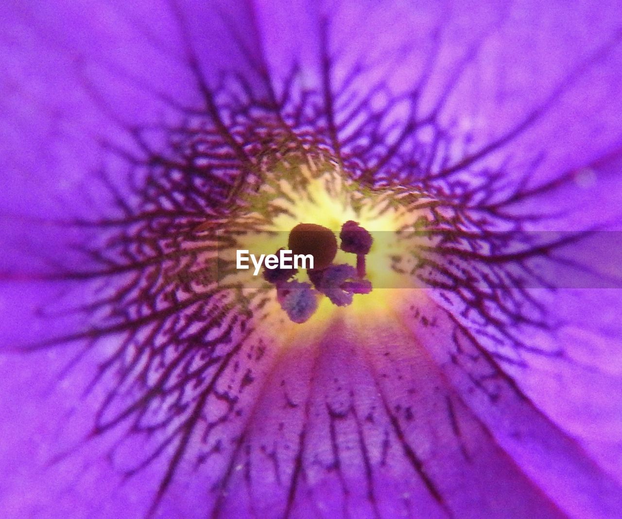 CLOSE-UP OF PASSION FLOWER