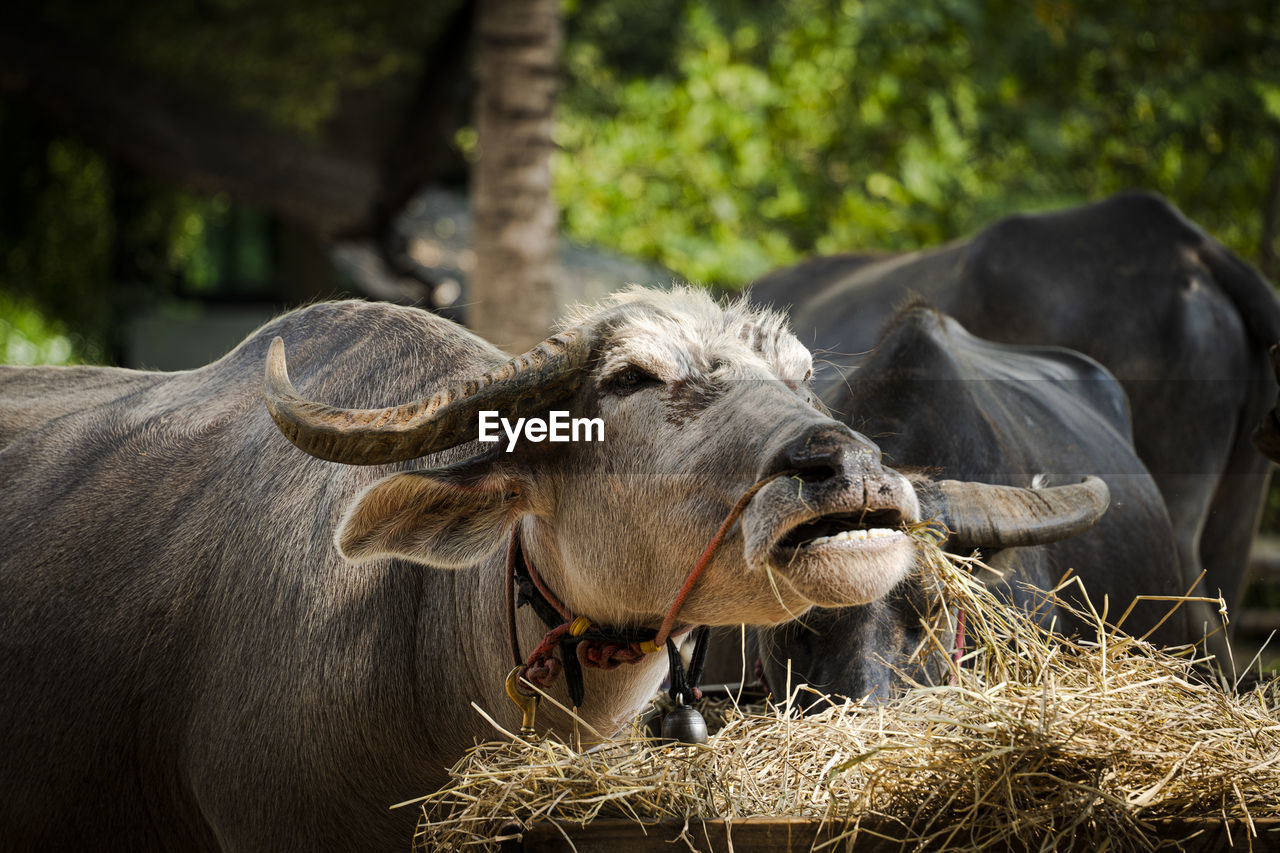 Thai buffalo,buffalo farming career.