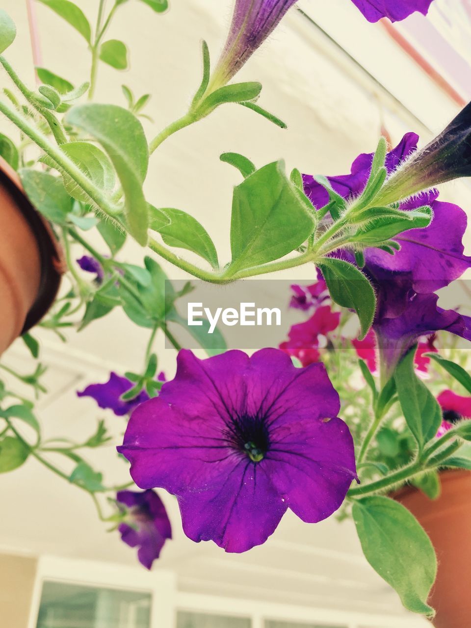 Close-up of purple flowers blooming in backyard