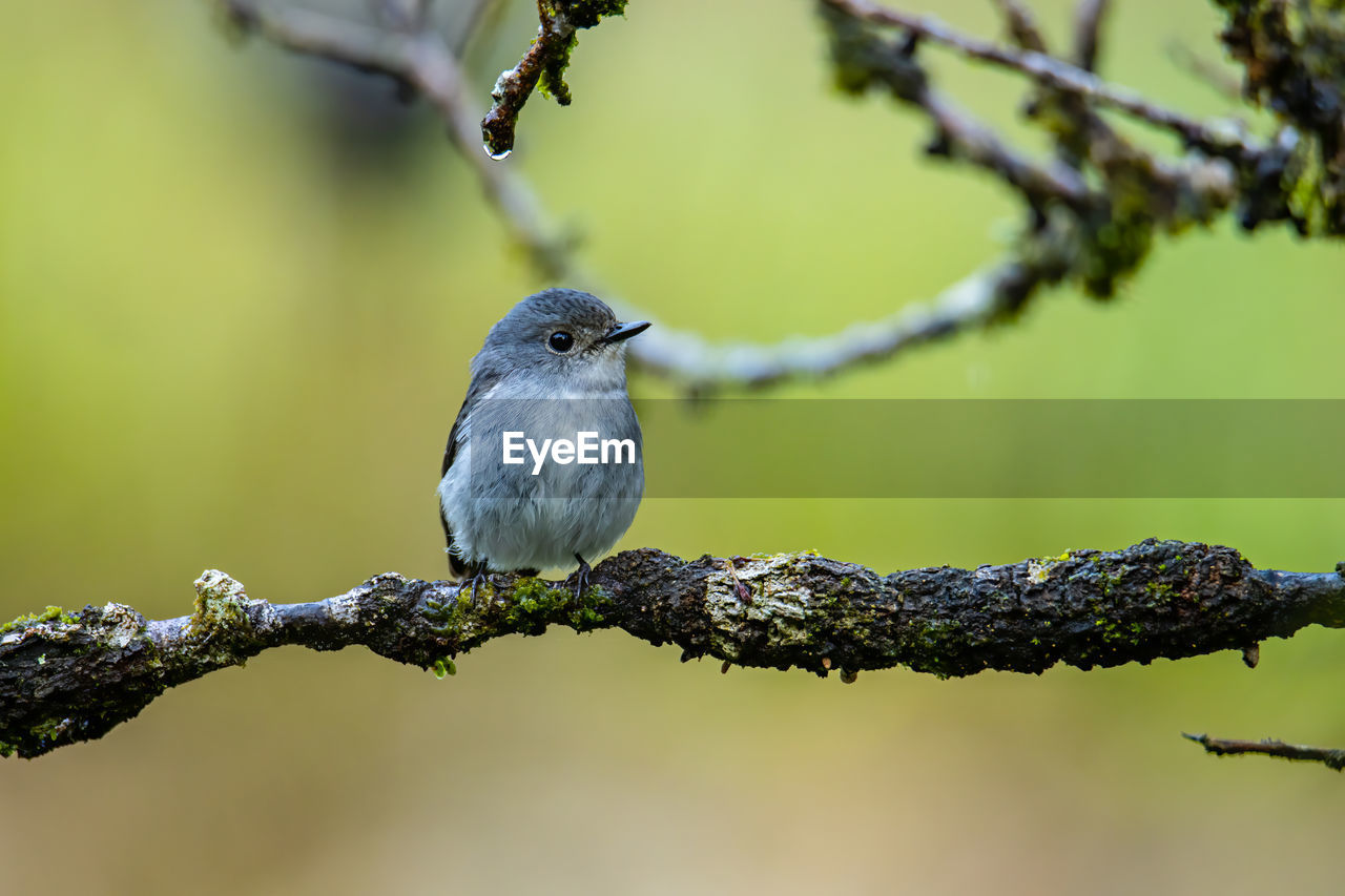 animal themes, bird, animal, animal wildlife, nature, wildlife, branch, tree, perching, one animal, plant, focus on foreground, songbird, close-up, full length, beauty in nature, beak, no people, twig, colored background, outdoors, selective focus, sitting, multi colored, day, springtime, environment, green background, fruit, lichen, surface level, pattern, bare tree, sunbeam, fruit tree, portrait, sunny, landscape, meadow, food, outdoor pursuit, sunlight, plain, green