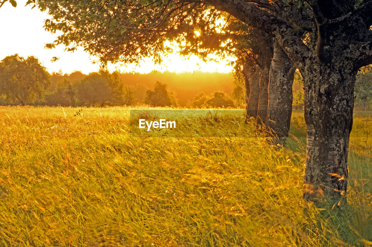 VIEW OF FIELD AT SUNSET