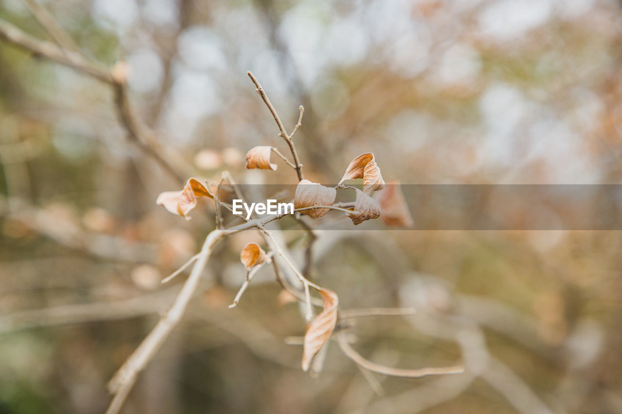 Close-up of leaves in winter 
