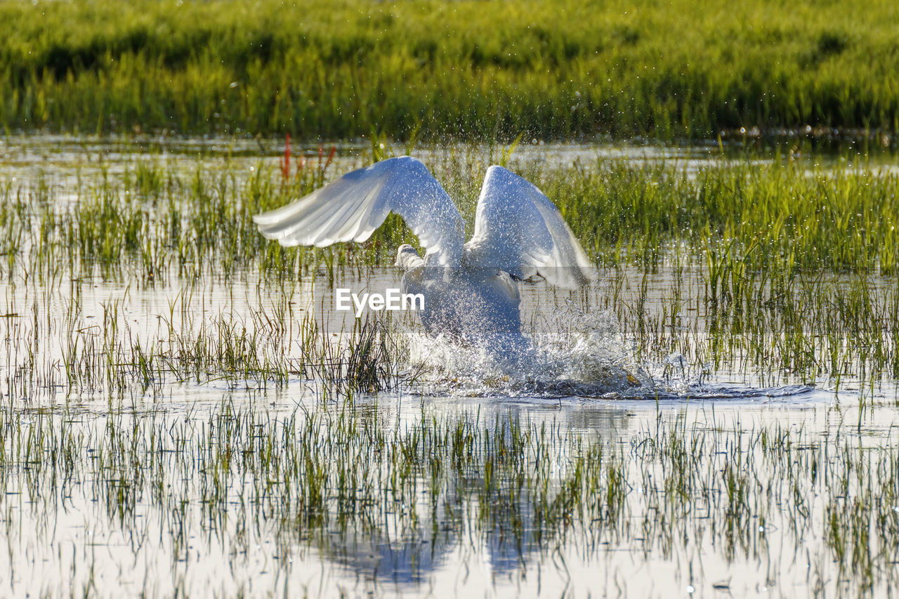 VIEW OF A BIRD IN LAKE