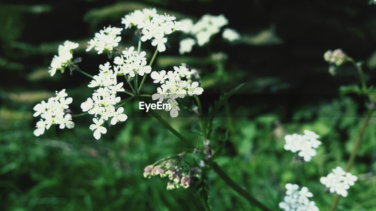 CLOSE-UP OF WHITE FLOWERS BLOOMING ON PLANT