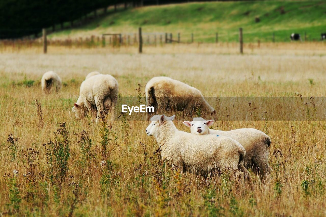 Sheep on landscape