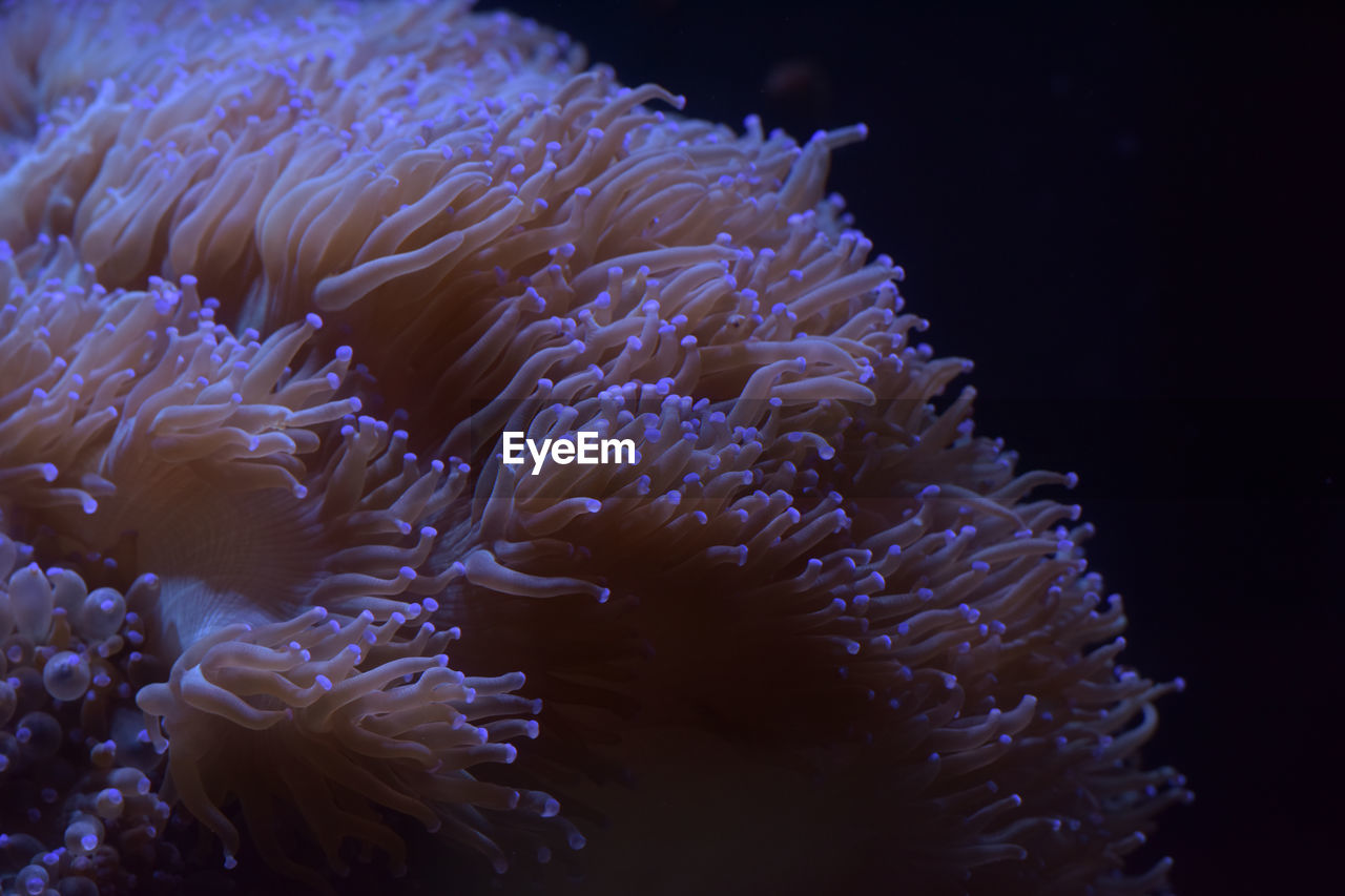 CLOSE-UP OF JELLYFISH UNDERWATER