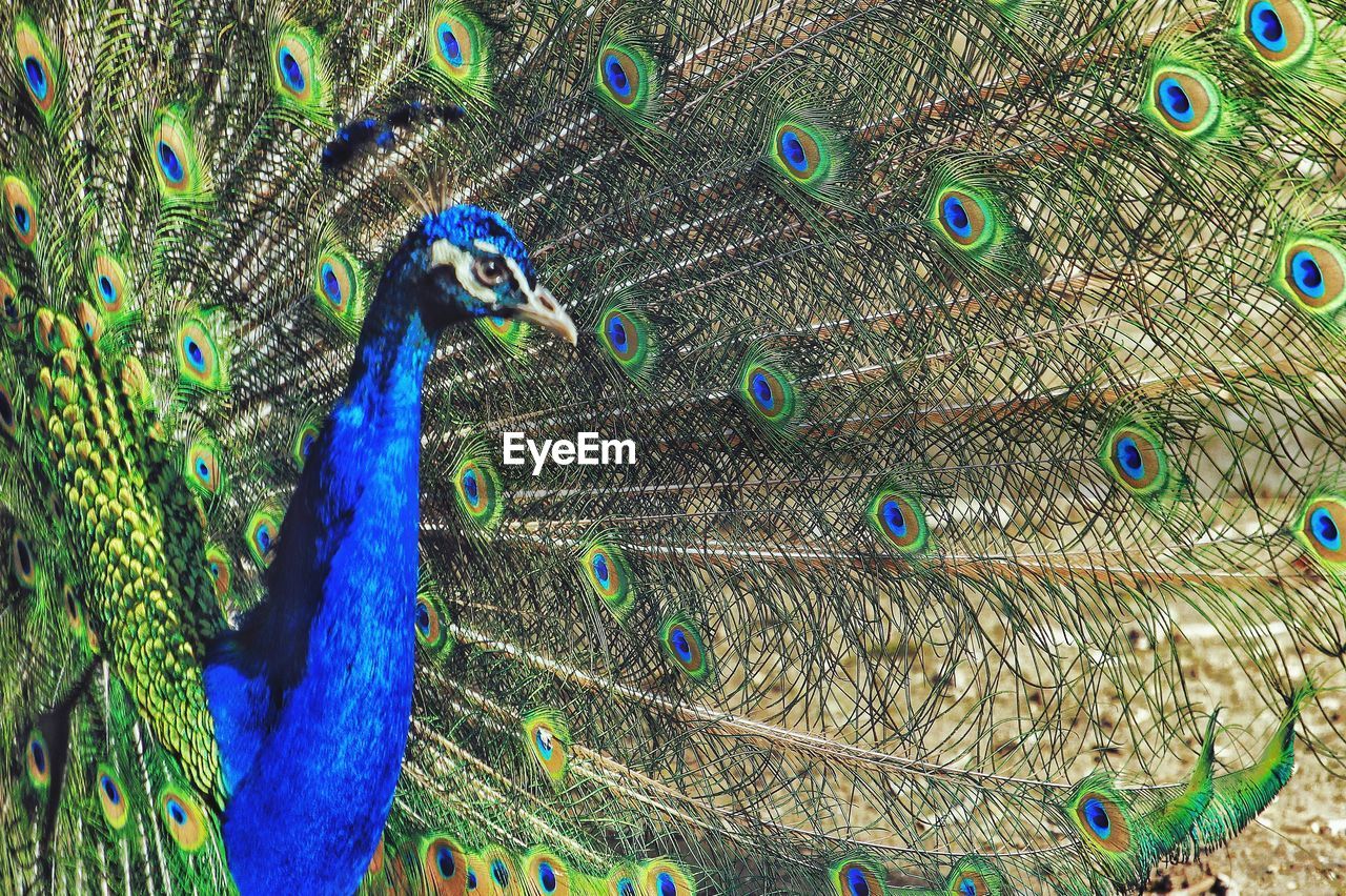 CLOSE-UP OF PEACOCK WITH FEATHERS IN BACKGROUND