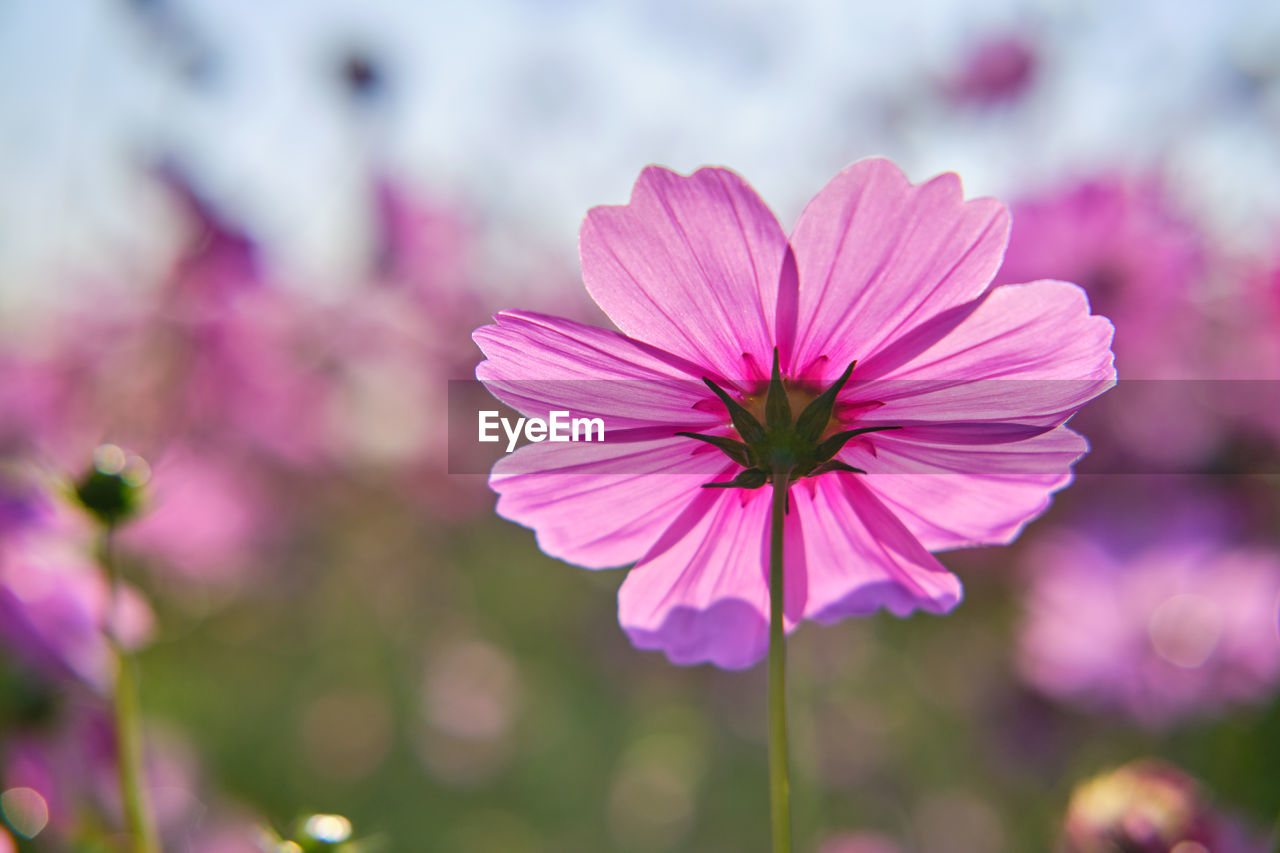 CLOSE-UP OF PINK FLOWER