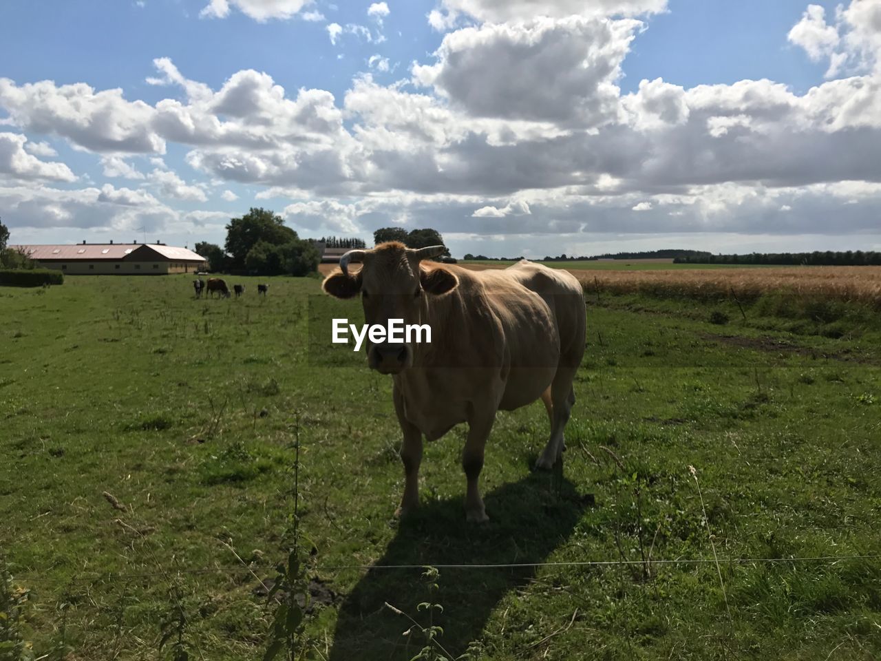Cattle standing on grassy field against cloudy sky