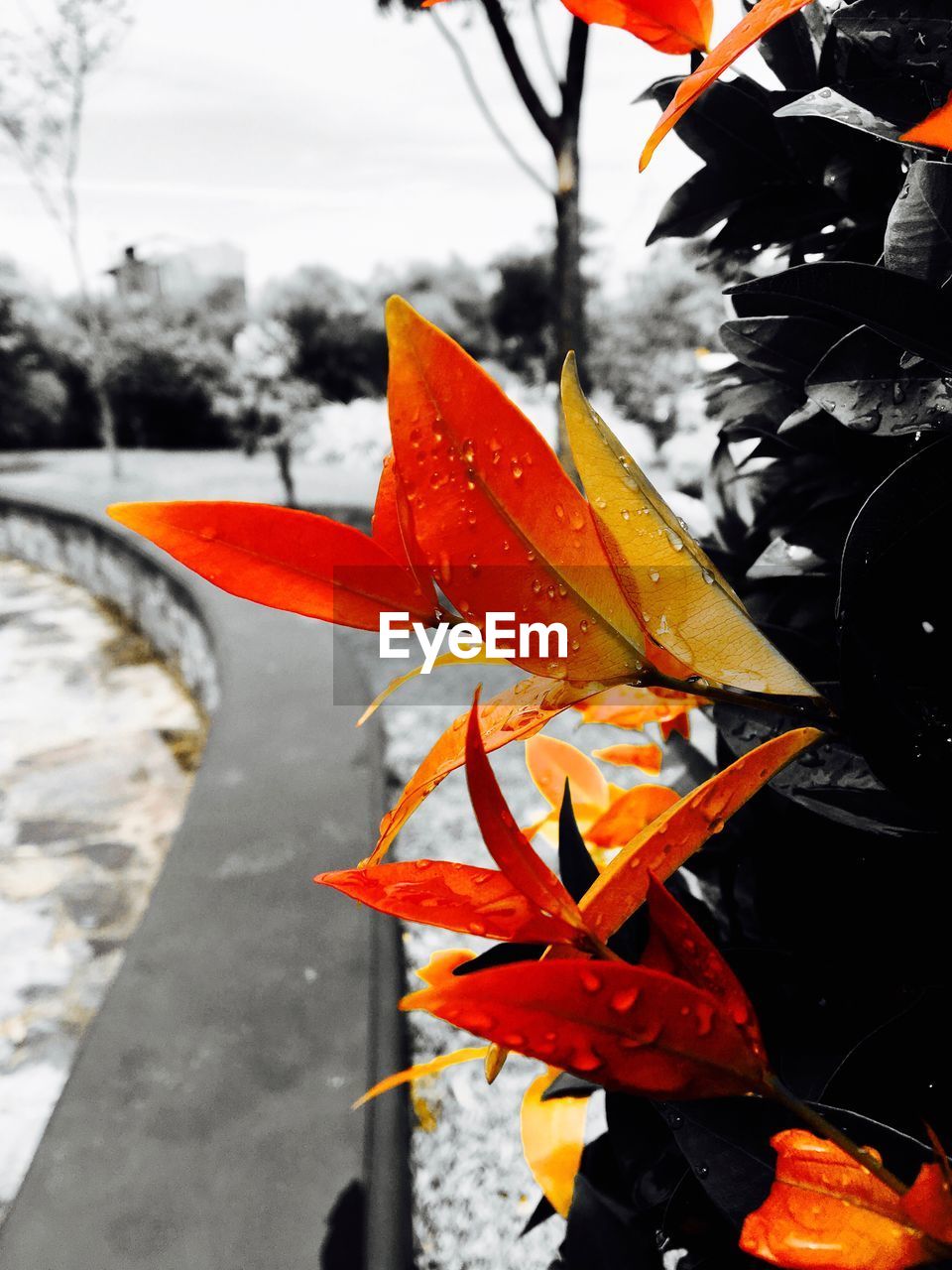 CLOSE-UP OF AUTUMN LEAVES ON SNOW