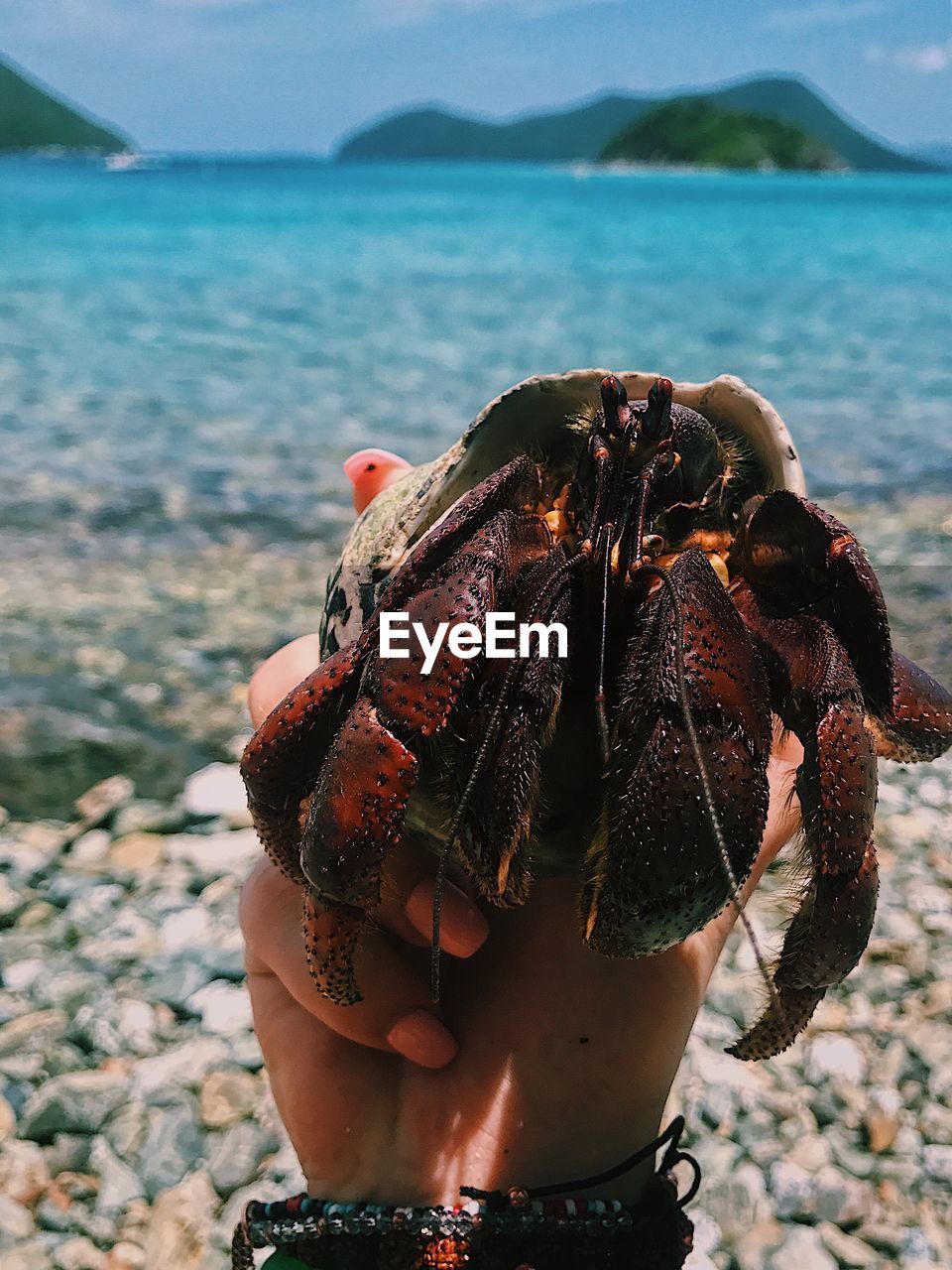Close-up of hand holding crab at beach