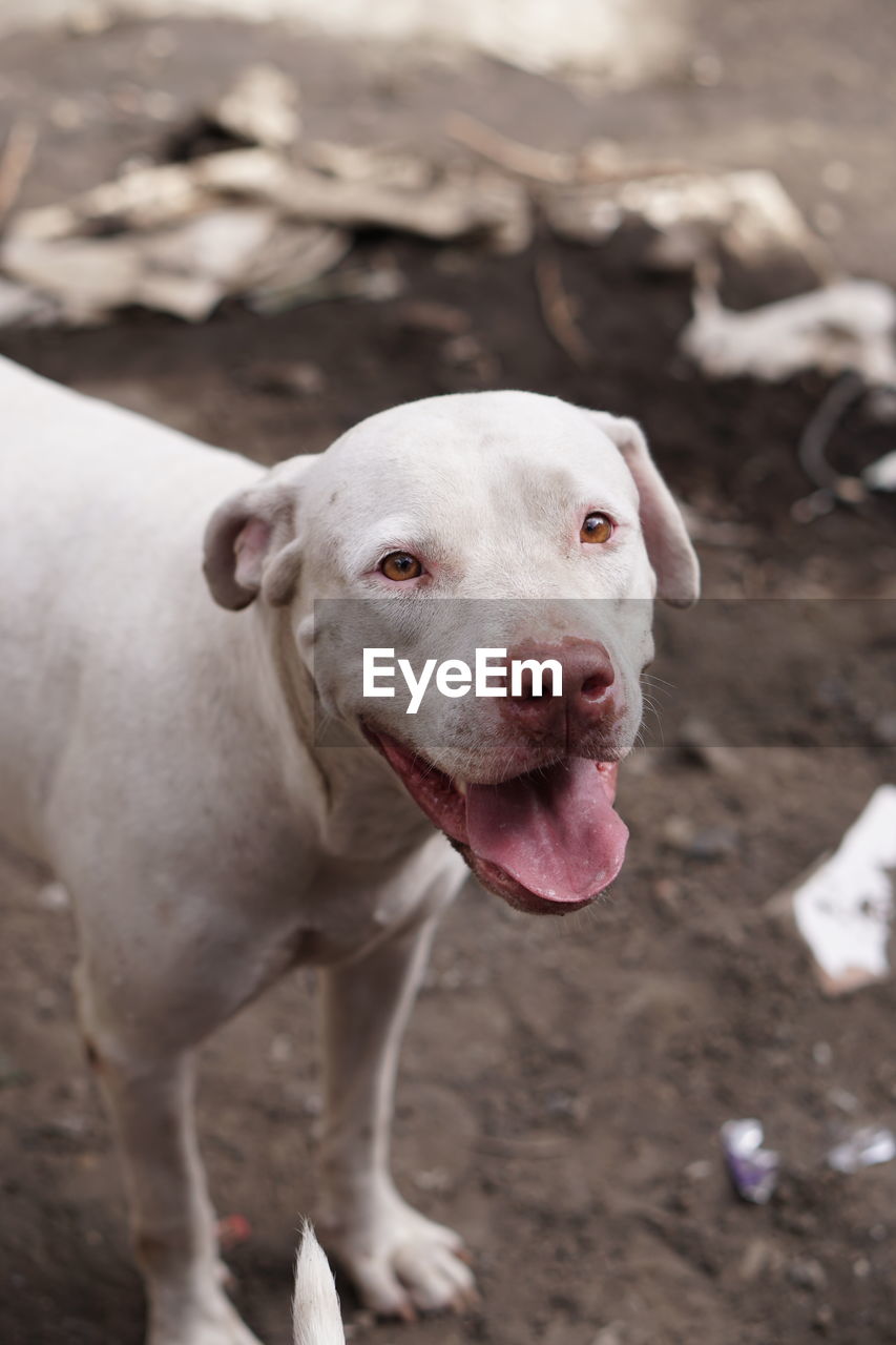 Portrait of dog sticking out tongue on land