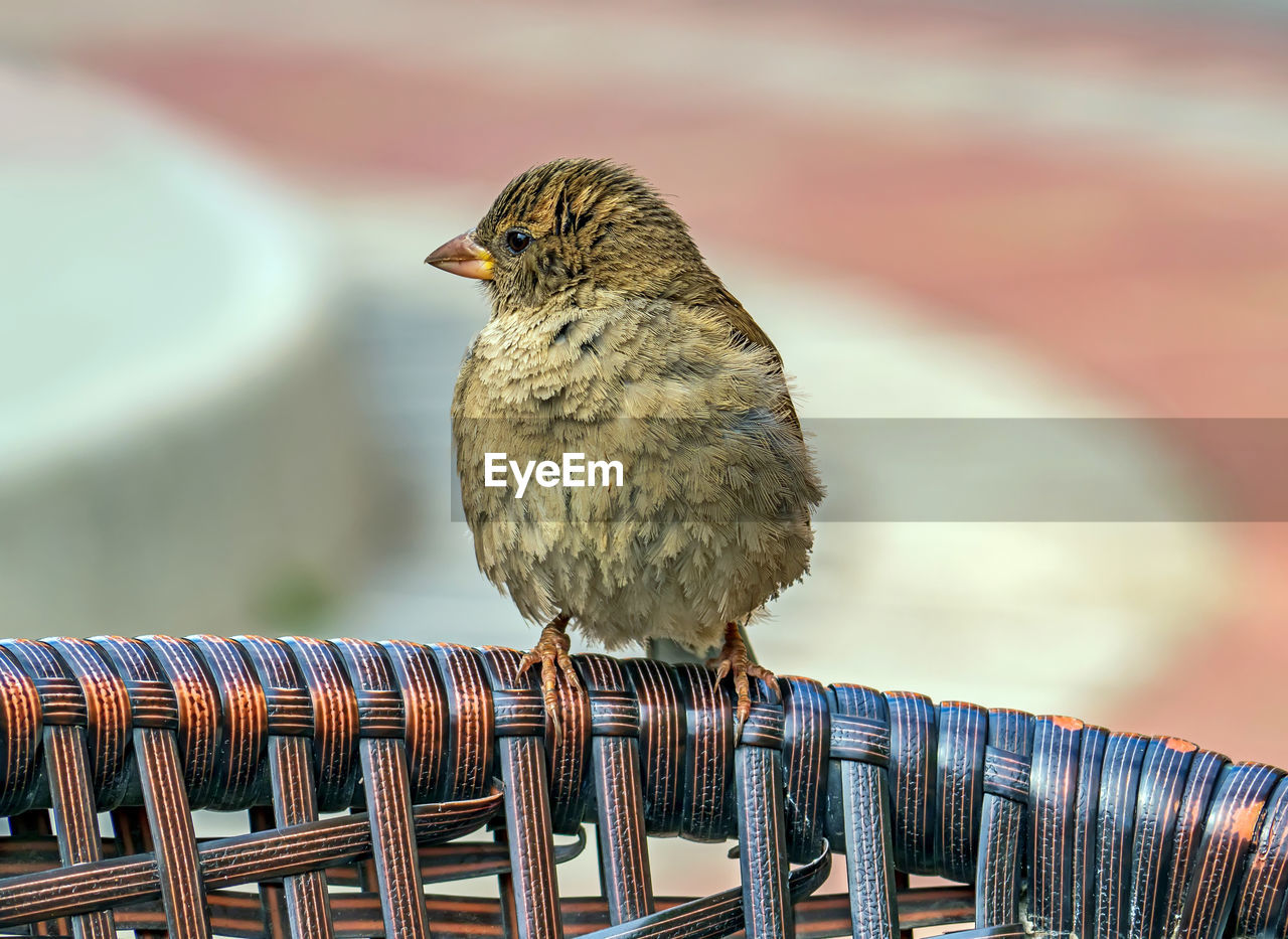 animal themes, animal, bird, animal wildlife, close-up, one animal, wildlife, beak, focus on foreground, perching, sparrow, no people, nature, house sparrow, day, outdoors, full length, macro photography